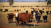 China lifts ban on five Australian beef exporters | CNN Business