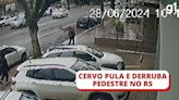 VÍDEO: Cervo sai pulando de garagem e derruba pedestre em Bento Gonçalves