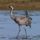 Common crane