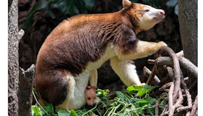 A 7-month-old tree kangaroo peeked out of its mom's pouch at the Bronx Zoo and here are the photos