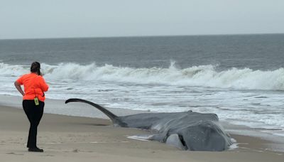 Beached fin whale at Delaware Seashore State Park dies; necropsy to be performed