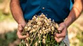 You don't have to live in the tropics to grow peanuts