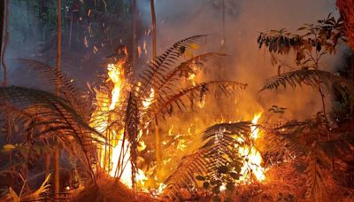 Incendio forestal consume un sector de Prusia en Parque Nacional Volcán Irazú