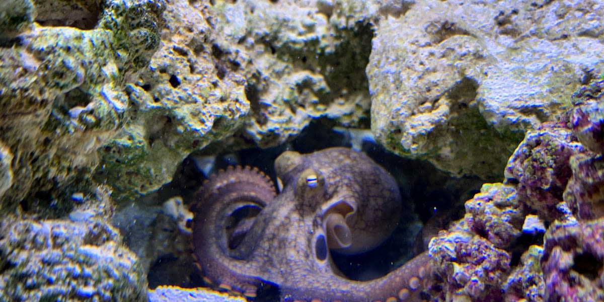 Boy’s pet octopus shocks family by giving birth to 50 babies