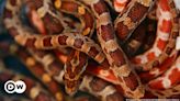 China: Man tries to smuggle 100 live snakes in his pants – DW – 07/10/2024