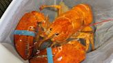 Florida Red Lobster Employees Rescue Rare Orange Lobster Shipped to Restaurant