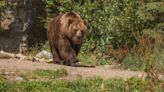 Muere una joven de 19 años tras sufrir el ataque de un oso