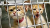 Florence-Lauderdale Animal Services wants to 'Empty Our Shelter'