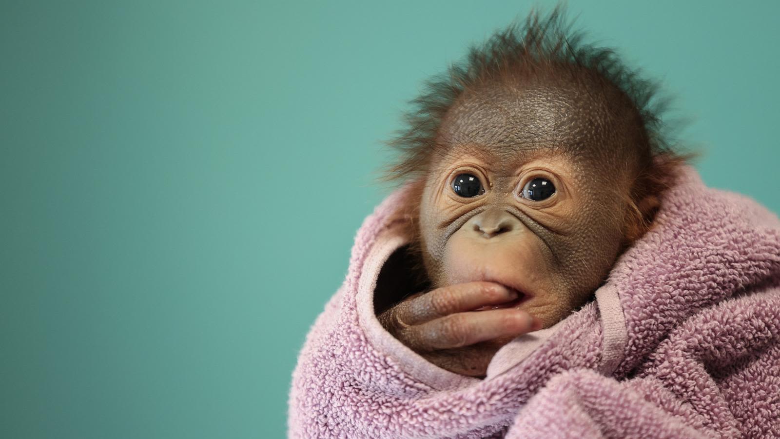 Breastfeeding mothers enlisted to help teach orangutan mother how to feed her newborn