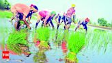 Punjab Govt Promotes Paddy Spacing to Conserve Groundwater | Chandigarh News - Times of India