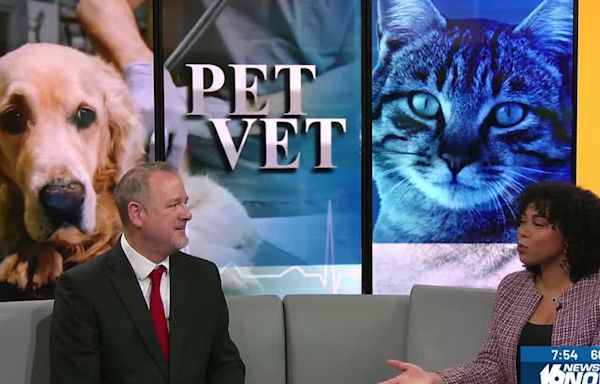 Pet Vet: Military Service Animals