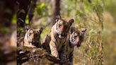 Exploring India’s tiger reserves: A state-wise guide
