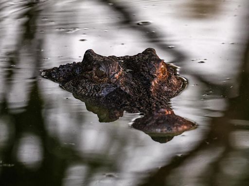 Leader of Australian territory where girl was killed by crocodile says species cannot outnumber region's population