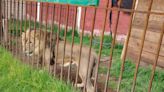 Decomisa Fiscalía del Edomex un león y cinco mapaches en Zinacantepec