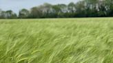 Barley offers resistance to potentially devastating disease - Farmers Weekly