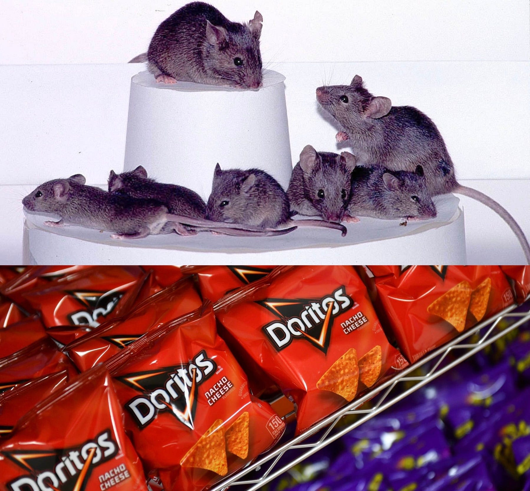 Dye in Doritos used in experiment that, like a 'magic trick,' created see-through mice