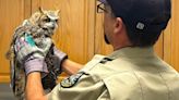 CPW officers save a Great Horned owl stuck in a tree