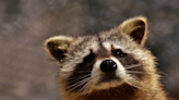 Rabies confirmed in raccoon in western New Brunswick