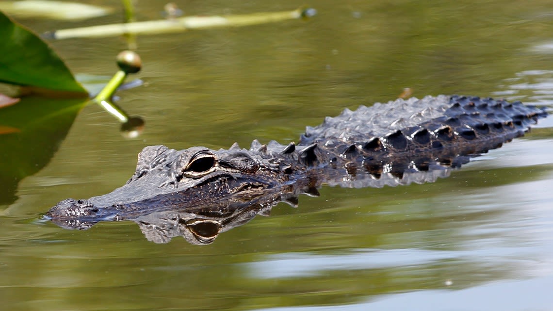 Alligator spotted in Bonne Terre Lake, authorities confirm