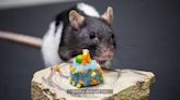 Brevard Zoo rats celebrate their 2nd birthday with teeny-tiny cakes, even smaller candles