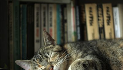 Woman Has Sweetest Way of Helping Her Cat Remember Grandfather Who Passed