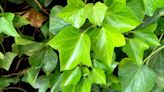 Gardeners' three-step method will 'destroy ivy altogether' on garden walls