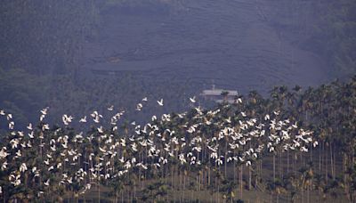 「萬鷺朝鳳」好壯觀 嘉義秋季限定賞鳥旅遊