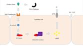 Cholera toxin