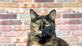 Cute Rumor About Tortoiseshell Cats Makes Them Even More Endearing