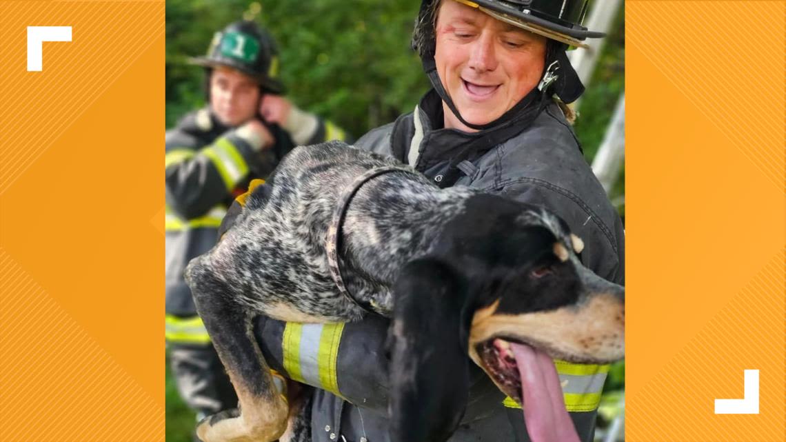 Newport News firefighters rescue a dog stuck in a tree. Yes, a dog in a tree.