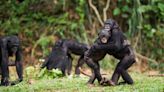 Gay sex between animals evolved for a very important reason