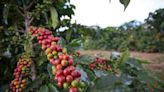 Preço do café cai em Nova York com clima ameno para lavouras no Brasil