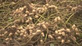 Three Wiregrass counties were top peanut producers in 2023