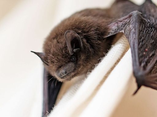 Rabies-infected bat found in Michigan, prompting resident warnings of the fatal virus