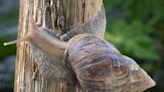 Florida County Quarantined After One of the World's 'Most Damaging Snails' Is Found in Area