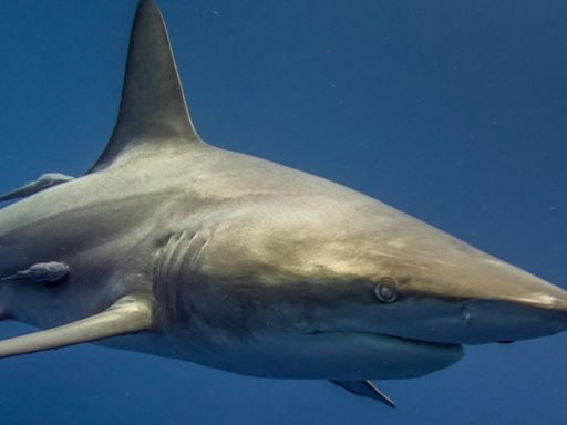 Fourth of July shark attacks injure 3 people in Texas, 1 in Florida