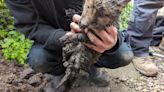 Fox cub saved by plumbers after getting stuck underground