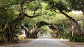 Qué hacer si su vecindario de Miami-Dade necesita más árboles