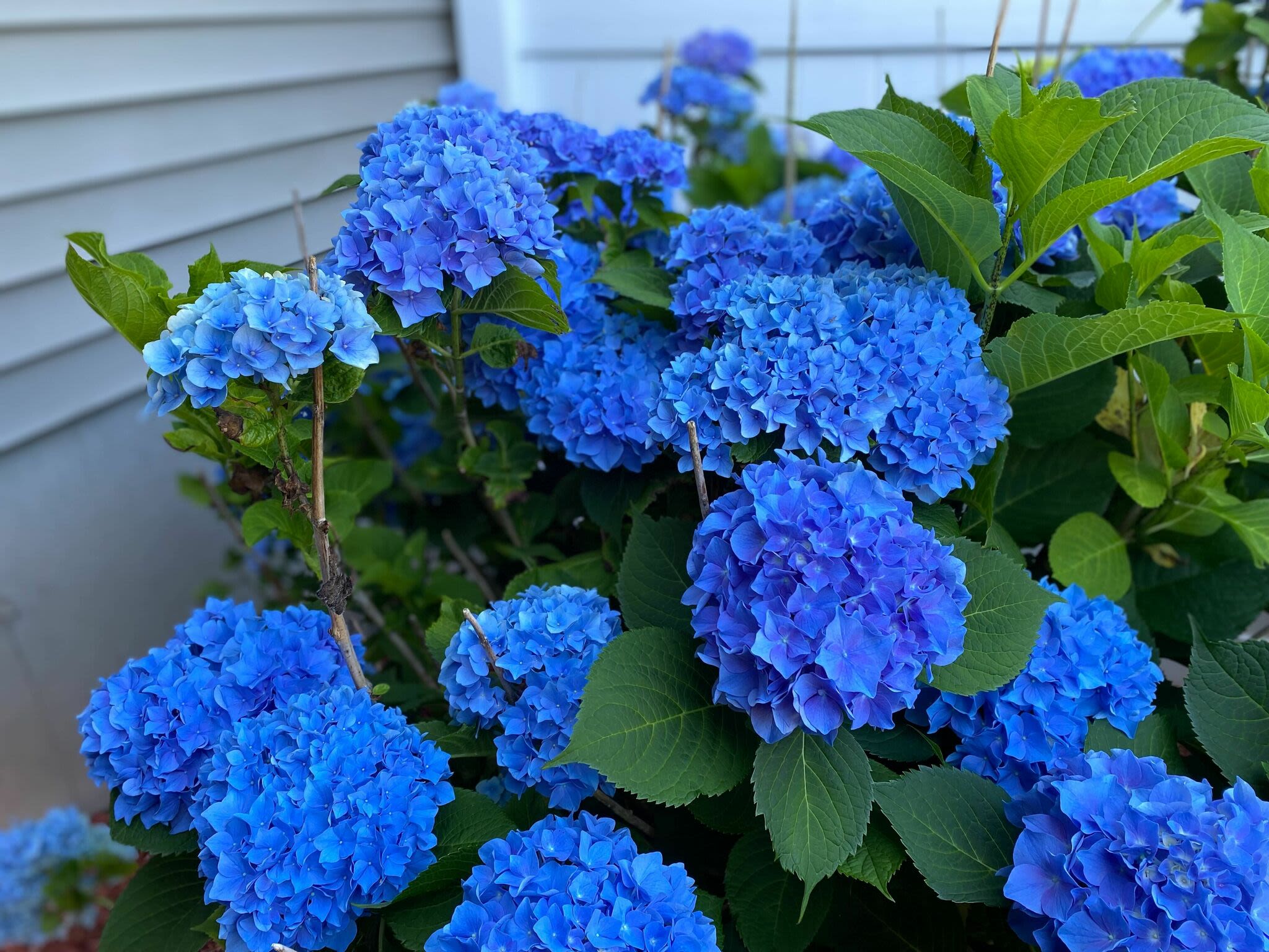 Hydrangeas are 'going gangbusters' in CT, northeast. Here's why the flowers are more common this year, experts say.