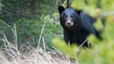 Kentucky Fish and Wildlife gives tips on what to do if you see a bear