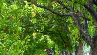 欒樹廊道變身！彰化溪湖將增生態公園 規劃賞鳥、親水