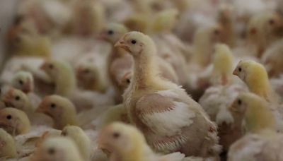 S.Africa's top poultry producer flags bird flu risk amid vaccine delays