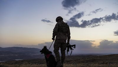 Avisan a un soldado en plena guerra de que su perro ha muerto y 6 años después descubre y abraza la verdad