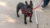 Paws & Pals: 3-year-old French bulldog available for adoption