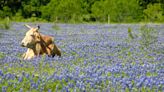 Experts Predict A Particularly Lush Bluebonnet Season In Texas