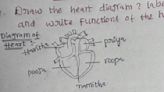 This hilarious student's heart diagram has taken the internet by storm