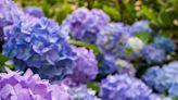 How to Grow Hydrangeas, AKA the Low-Maintenance Flowers Your Yard’s Been Missing