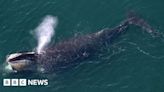 Donegal whale: North Atlantic right whale seen near Sliabh Liag