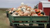 Growing the 'Gourd' Standard: Floydada festival celebrates High Plains pumpkin greatness