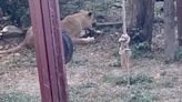 獸性爆發！野生獼猴誤闖壽山動物園「非洲獅區」 母獅一口吞下